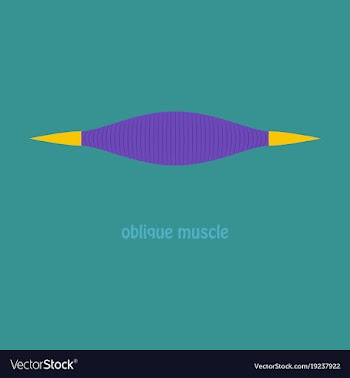 Flat external oblique muscles of chest thorax vector image