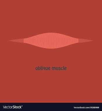 Flat external oblique muscles of chest thorax vector image