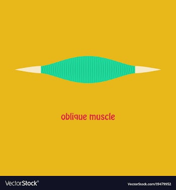 Flat external oblique muscles of chest thorax vector image