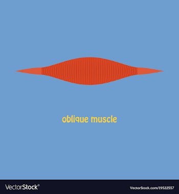 Flat external oblique muscles of chest thorax vector image