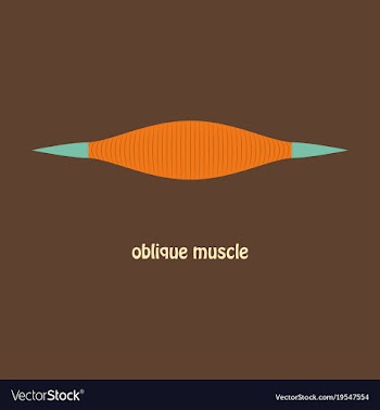 Flat external oblique muscles of chest thorax vector image