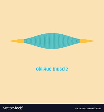 Flat external oblique muscles of chest thorax vector image