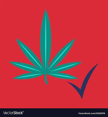 Flat hand drawn color botanical of hemp cannabis vector image