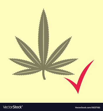 Flat hand drawn color botanical of hemp cannabis vector image