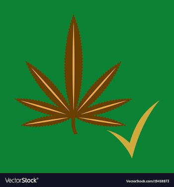 Flat hand drawn color botanical of hemp cannabis vector image