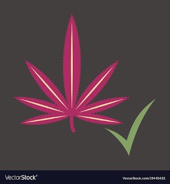 Flat hand drawn color botanical of hemp cannabis vector image
