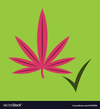 Flat hand drawn color botanical of hemp cannabis vector image