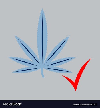 Flat hand drawn color botanical of hemp cannabis vector image