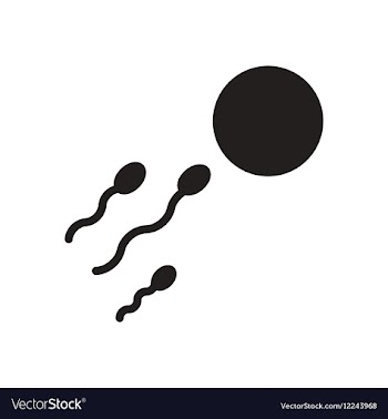 Flat icon in black and white egg sperm vector image