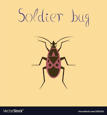 Flat icon on background soldier bug vector image