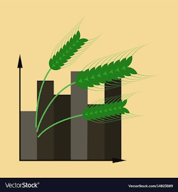 Flat icon on stylish background wheat infographics vector image