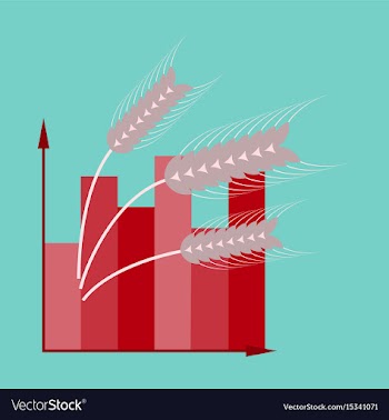 Flat icon on stylish background wheat infographics vector image