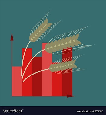 Flat icon on stylish background wheat infographics vector image