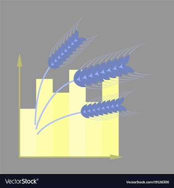 Flat icon on stylish background wheat infographics vector image