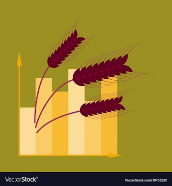 Flat icon on stylish background wheat infographics vector image