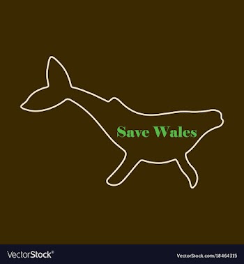 Flat icon on theme save whales silhouette of a vector image