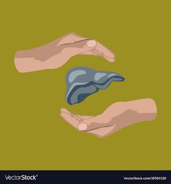 Flat icon on theme world hepatitis day liver in vector image