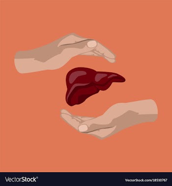 Flat icon on theme world hepatitis day liver in vector image