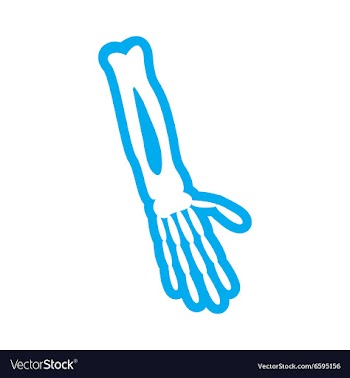 Flat icon on white background bones of human hand vector image