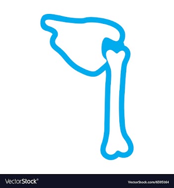 Flat icon on white background human bone vector image