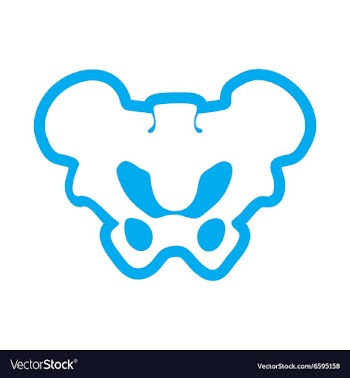 Flat icon on white background human pelvis vector image