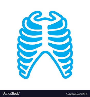 Flat icon on white background human rib vector image