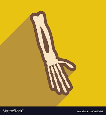 Flat icon with long shadow bones of human hand vector image