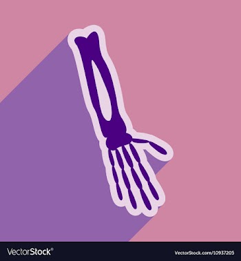 Flat icon with long shadow bones of human hand vector image