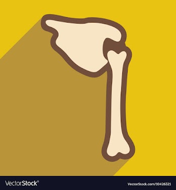 Flat icon with long shadow human bone vector image