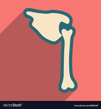 Flat icon with long shadow human bone vector image