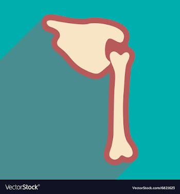 Flat icon with long shadow human bone vector image