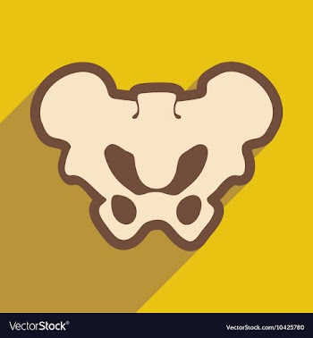 Flat icon with long shadow human pelvis vector image