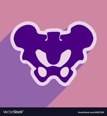 Flat icon with long shadow human pelvis vector image