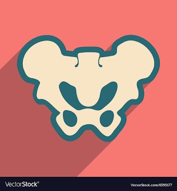 Flat icon with long shadow human pelvis vector image