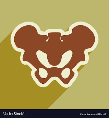 Flat icon with long shadow human pelvis vector image