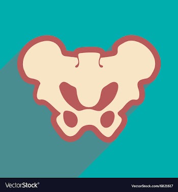Flat icon with long shadow human pelvis vector image