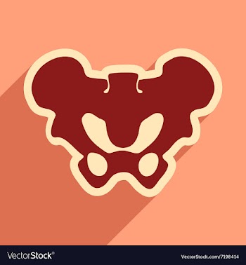 Flat icon with long shadow human pelvis vector image