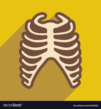 Flat icon with long shadow human rib vector image