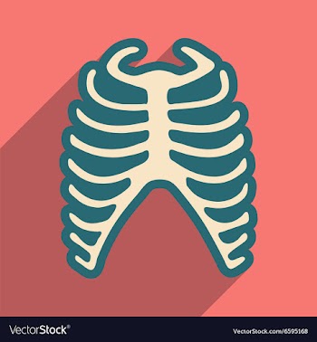 Flat icon with long shadow human rib vector image
