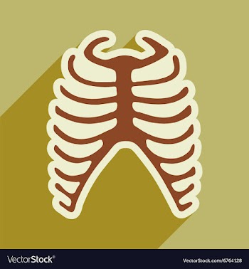 Flat icon with long shadow human rib vector image