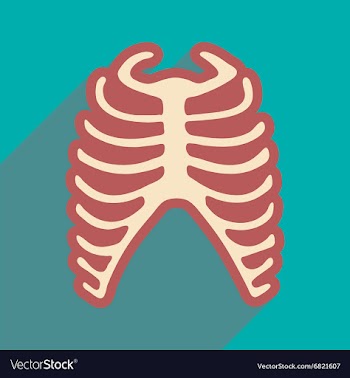 Flat icon with long shadow human rib vector image