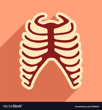 Flat icon with long shadow human rib vector image