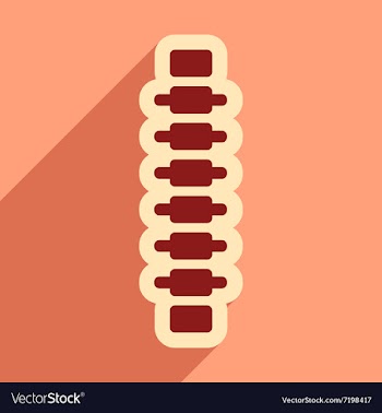 Flat icon with long shadow human spine vector image