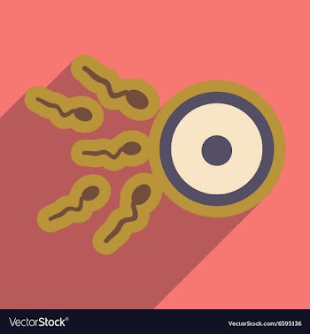 Flat icon with long shadow sperm and egg vector image