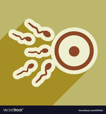 Flat icon with long shadow sperm and egg vector image