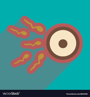 Flat icon with long shadow sperm and egg vector image