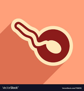 Flat icon with long shadow sperm and egg vector image