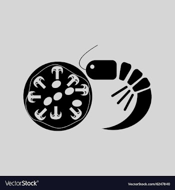 Flat in black and white pizza with shrimps vector image