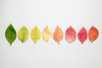 Flat Lay Of Autumn Leaves Changing Color
