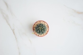 flat lay photography green cactus